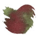 Krishna Super Rich (20ml) Fountain Pen Ink color swatch in Brown Pink